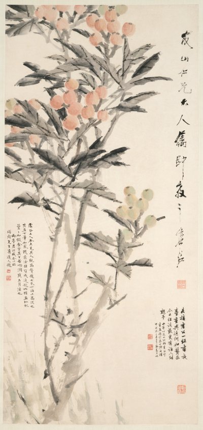 Pipa (Loquats) de Xugu