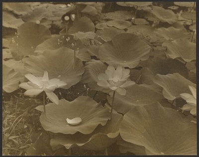 [Lotus]. de Yasuo Kuniyoshi