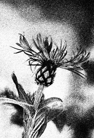 Delicado boceto de flor de Ylva Sjögren