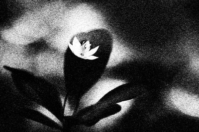 Flor blanca austera de Ylva Sjögren