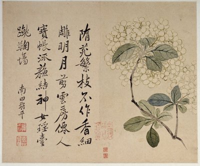 Hortensias, de un álbum de diez hojas de Shouping Yun