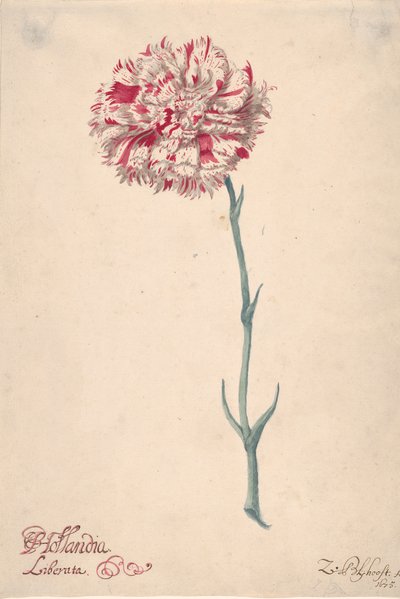 Un clavel Hollandia Liberata, 1675 de Zacharias Blijhooft