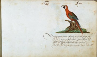Papagayo de Zacharias Wagner