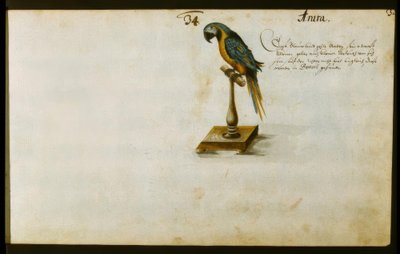 Papagayo de Zacharias Wagner