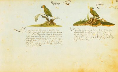 Zacharias Wagner, Papagayo / Curico de Zacharias Wagner