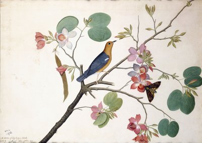 Zorzal de cabeza naranja, 1778 de Zayn al Din