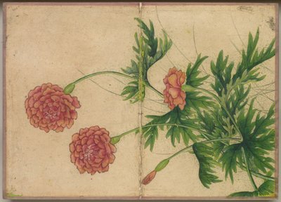 Desk Album: Flower and Bird Paintings (Peony) de Zhang Ruoai