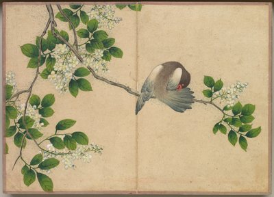 Desk Album: Flower and Bird Paintings (Preening Bird) de Zhang Ruoai