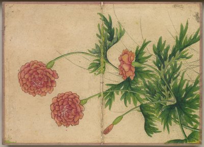 Álbum de Escritorio: Pinturas de Flores y Pájaros Peonía, siglo XVIII de Zhang Ruoai
