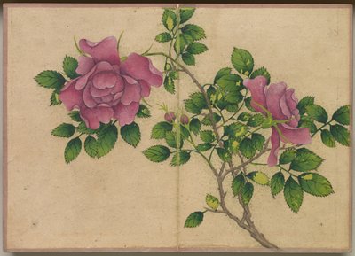 Álbum de escritorio: Pinturas de flores y pájaros Rosa, siglo XVIII de Zhang Ruoai