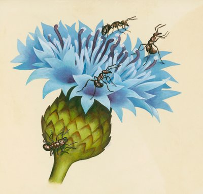 Flor de Centaurea con hormigas agresivas, dibujo de William Walcutt