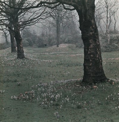 Crocus de Frederick (attr. to) Barnard