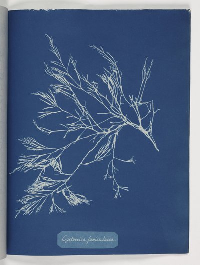 Cystoseira foeniculacea de Frederick (attr. to) Barnard