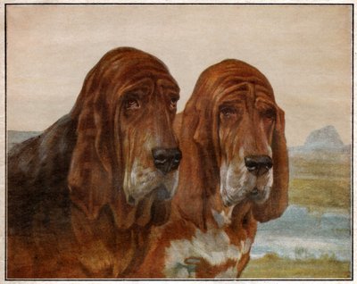 Perros de San Huberto o Bloodhound. 1925 de . .