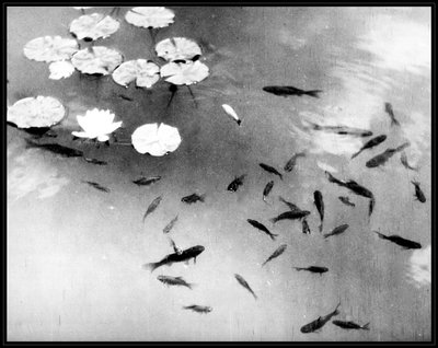 Peces y Nenúfares, Palacio de la Alhambra, Granada, España de . .