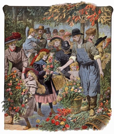 Distribución de flores de . .