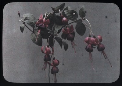 Fucsia de Frederick (attr. to) Barnard