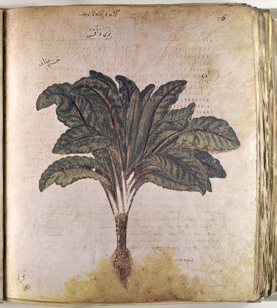 Herbales Lechuga de Ferdinand Georg Waldmuller