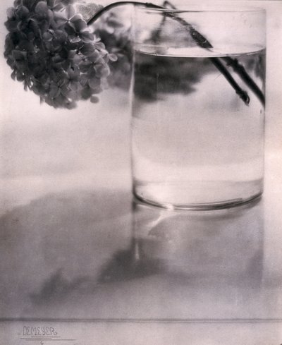 Hortensia, c 1907 de John Pardon