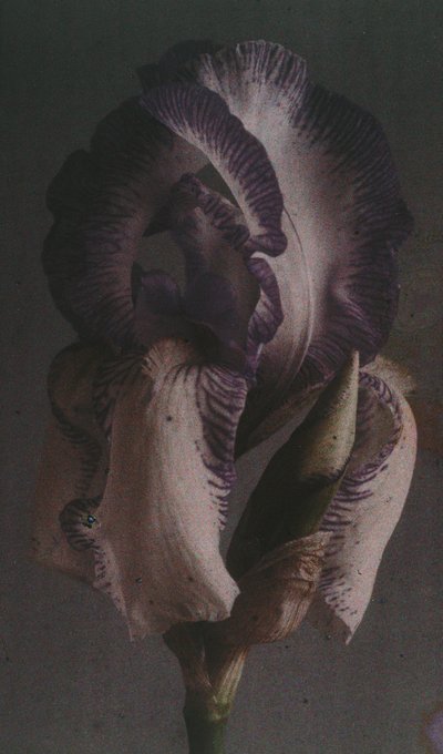 Iris germánico de Frederick (attr. to) Barnard