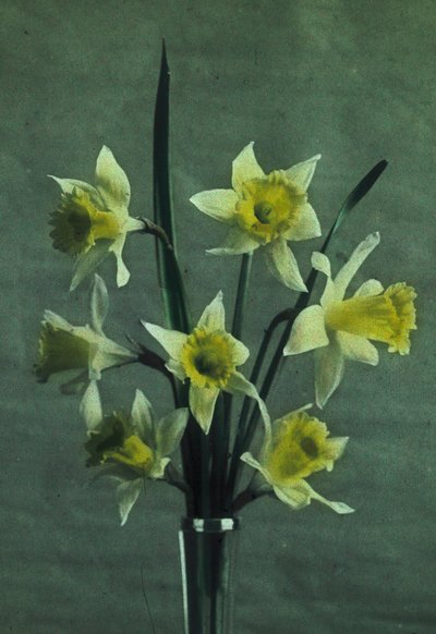 Narcisos de Frederick (attr. to) Barnard