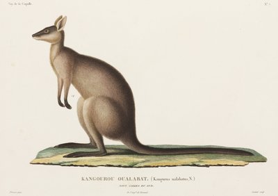 Canguro, Nueva Gales del Sur, Australia de John Pardon