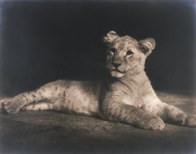 Cachorro de león de John Pardon