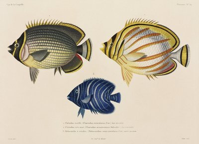 Pez mariposa ornamentado y pez ángel, Pacífico Sur de John Pardon