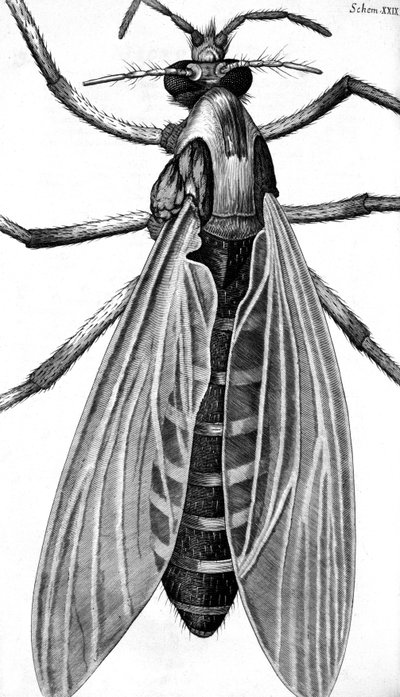 Microscopía de Frederick (attr. to) Barnard