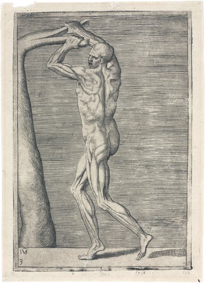 Músculos Estudio anatómico de la musculatura masculina; hombre rompiendo una rama, c. 1555 de Frederick (attr. to) Barnard