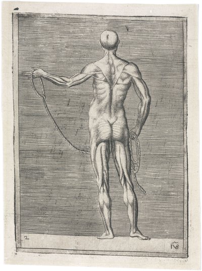 Músculos Estudio anatómico de la musculatura masculina; hombre sosteniendo una cuerda, c. 1555 de Frederick (attr. to) Barnard