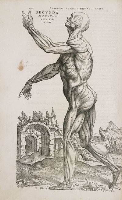 Músculos Vista lateral de los músculos superficiales del cuerpo humano masculino de Frederick (attr. to) Barnard