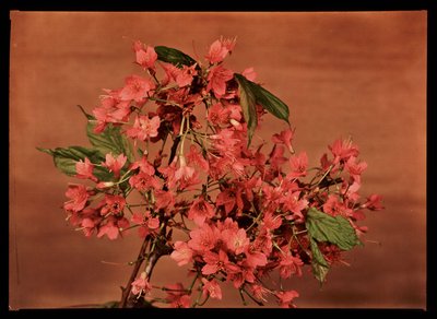 Flores rojas, c. 1940 de Frederick (attr. to) Barnard