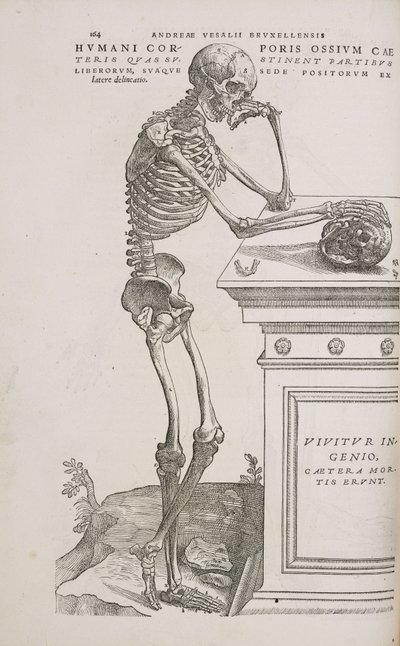 Esqueletos Un esqueleto humano articulado visto de lado de Frederick (attr. to) Barnard