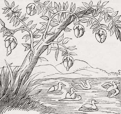 El árbol de los pájaros de . .
