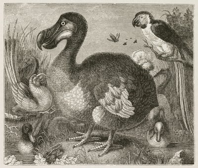 El Dodo de Ferdinand Georg Waldmuller