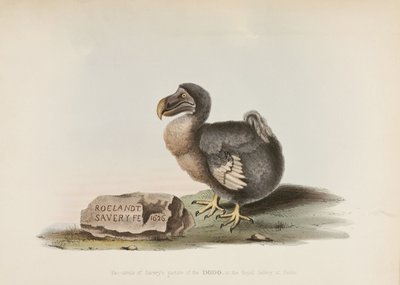 El Dodo de John Pardon