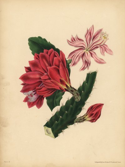 El hermoso cactus, Horror de John Pardon