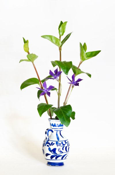 Tres tallos de vincapervinca mayor (Vinca major) floreciendo en un jarrón de . .