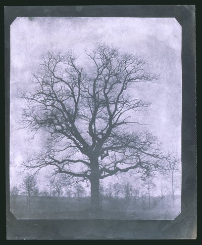 Árbol en invierno, mediados del siglo XIX de Frederick (attr. to) Barnard