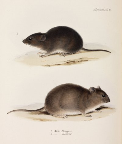 Dos tipos de ratón, c. 1832-1836 de John Pardon