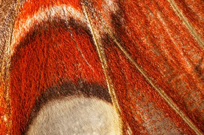Mariposa Attacus atlas (lepidóptera) Plano cercano. (macrofotografía) de John Pardon