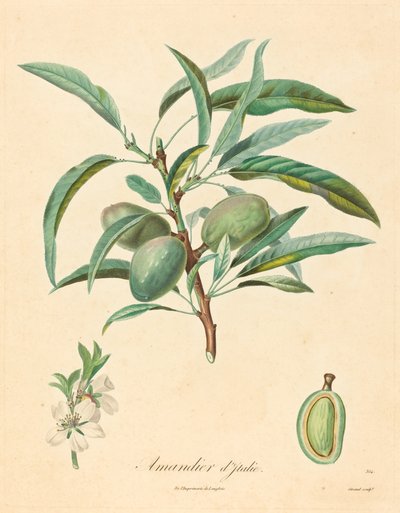 Almendro de Italia de after A. Poiteau