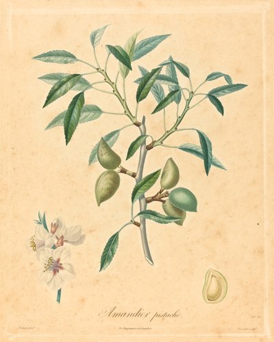 Almendro pistacho de after A. Poiteau