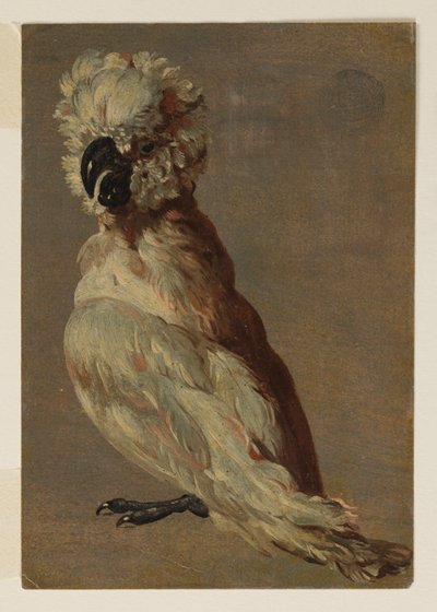 Un cacatúa blanco-marrón de after Frans Snyders