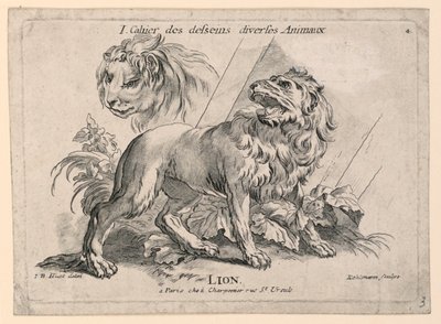 Estudios de leones, lámina 4 de "Cahier des Desseins Diverses Animeaux" de after Jean Baptiste Huet