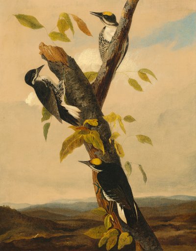Pico tridáctilo de lomo negro de after John James Audubon Joseph Bartholomew Kidd