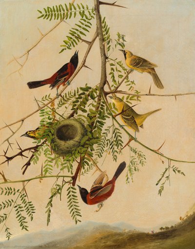 Orchard Oriole de after John James Audubon Joseph Bartholomew Kidd