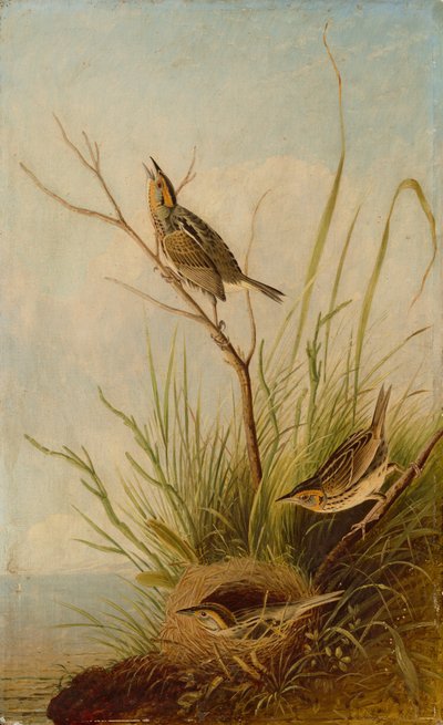 Pinzón de cola afilada de after John James Audubon Joseph Bartholomew Kidd