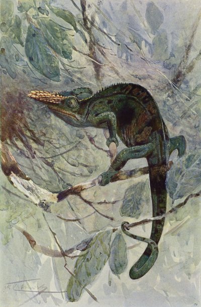 Camaleón africano de after Wilhelm Kuhnert